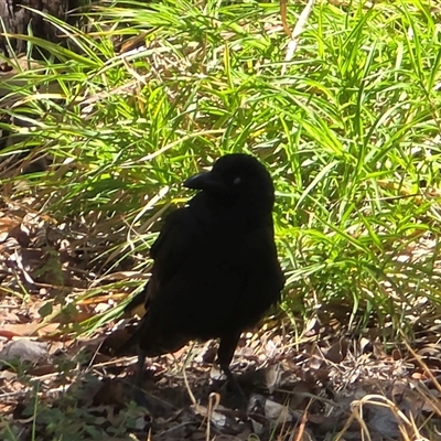 Unverified Magpie or larger at Litchfield Park, NT - Yesterday by Mike
