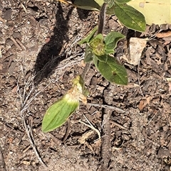 Unverified Other Wildflower or Herb at Litchfield Park, NT - Yesterday by Mike