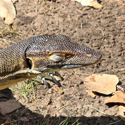 Varanus mertensi (Mertens' Water Monitor) at Litchfield Park, NT - Yesterday by Mike