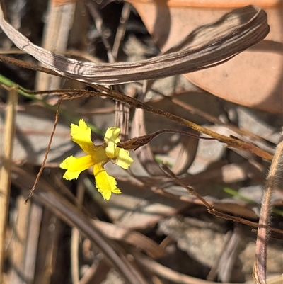 Unverified Other Wildflower or Herb at Rakula, NT - Yesterday by Mike