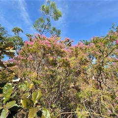 Unverified Other Shrub at Rakula, NT - Yesterday by Mike