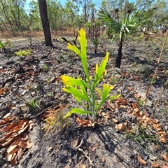 Unverified Other Shrub at Rakula, NT - Yesterday by Mike