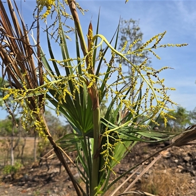 Unverified Palms, Cycads and tree-like monocots at Rakula, NT - Yesterday by Mike