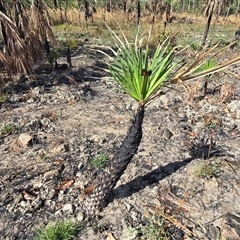 Unverified Palms at Rakula, NT - Yesterday by Mike