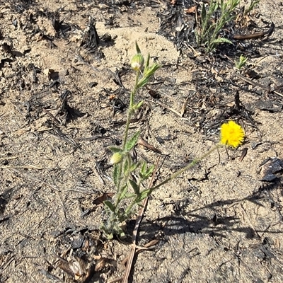 Unverified Other Wildflower or Herb at Rakula, NT - Yesterday by Mike