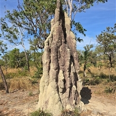 Unverified Termite (superfamily Termitoidea) at Rakula, NT - Yesterday by Mike