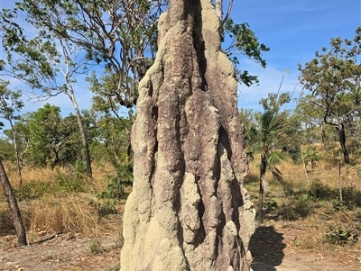 Unverified Termite (superfamily Termitoidea) at Rakula, NT - Yesterday by Mike