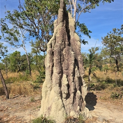 Unverified Termite (superfamily Termitoidea) at Rakula, NT - Yesterday by Mike