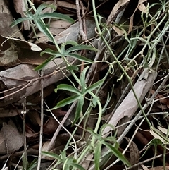Passiflora caerulea at Latham, ACT - 7 Jul 2025 05:16 PM
