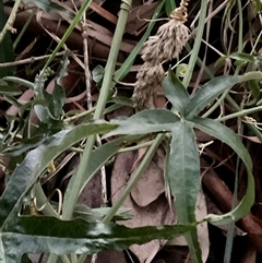 Passiflora caerulea at Latham, ACT - 7 Jul 2025 05:16 PM