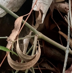 Passiflora caerulea at Latham, ACT - 7 Jul 2025 05:16 PM