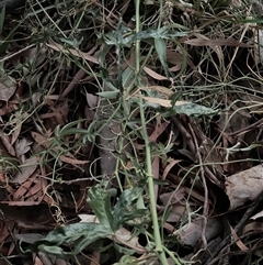 Passiflora caerulea at Latham, ACT - 7 Jul 2025 05:16 PM