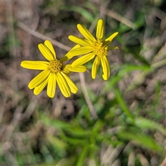 Senecio madagascariensis (Madagascan Fireweed, Fireweed) at Tuross Head, NSW - 6 Jul 2025 by HelenCross
