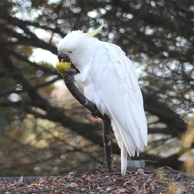 Cacatua galerita (Sulphur-crested Cockatoo) at Braemar, NSW - 7 Jul 2025 by Curiosity