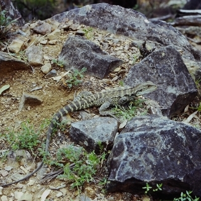 Intellagama lesueurii (Australian Water Dragon) at Piney Range, NSW - 20 Oct 1979 by MichaelBedingfield