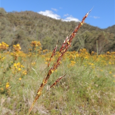 Sorghum leiocladum (Wild Sorghum) at The Angle, NSW - 29 Dec 2024 by MichaelBedingfield