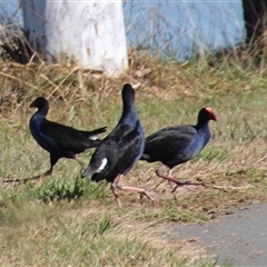 Porphyrio melanotus (Australasian Swamphen) at Dunlop, ACT - 22 Jun 2025 by Jennybach