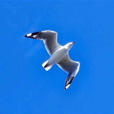 Chroicocephalus novaehollandiae at East Ballina, NSW - Today by MatthewFrawley