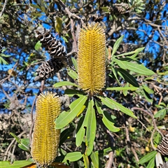 Banksia integrifolia subsp. integrifolia (Coast Banksia) at East Ballina, NSW - Yesterday by MatthewFrawley