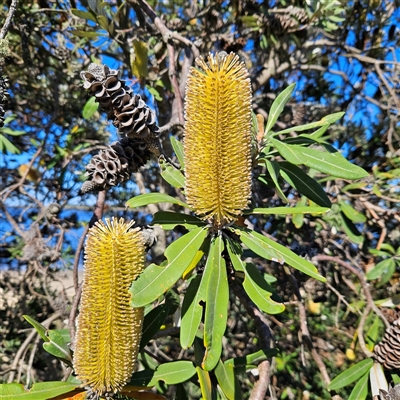 Banksia integrifolia subsp. integrifolia (Coast Banksia) at East Ballina, NSW - Yesterday by MatthewFrawley