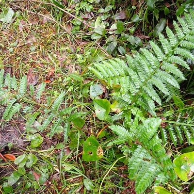Polystichum australiense (Harsh Shield Fern) at Jerrawangala, NSW - 7 Jul 2025 by plants