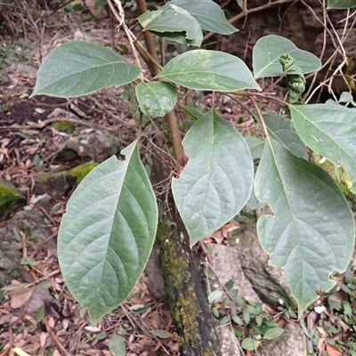 Clerodendrum tomentosum (Hairy Clerodendrum) at Jerrawangala, NSW - 7 Jul 2025 by plants