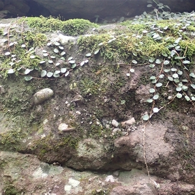 Pyrrosia rupestris (Rock Felt Fern) at Yerriyong, NSW - 7 Jul 2025 by plants