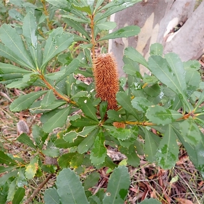 Banksia paludosa (Swamp Banksia) at Yerriyong, NSW - 7 Jul 2025 by plants