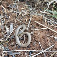 Delma inornata (Olive Legless-lizard) at Burrumbuttock, NSW - Yesterday by RobCook