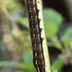 Hippotion rosetta (A Hawk moth) by PJH123