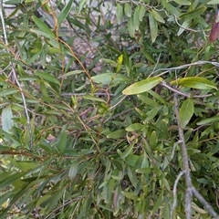 Billardiera heterophylla (Western Australian Bluebell Creeper) at Campbell, ACT - Yesterday by Amahon