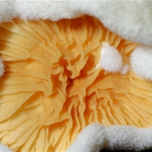 Unverified Cap, gills below, no stem & usually on wood [stemless mushrooms & the like] at Paddys River, ACT - 26 Jun 2025 by TimL