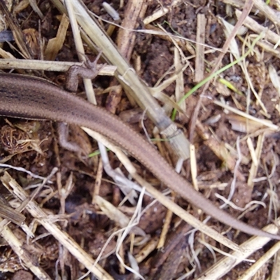 Morethia boulengeri (Boulenger's Skink) at Burrumbuttock, NSW - Yesterday by RobCook
