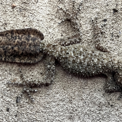 Phyllurus platurus (Broad-tailed Gecko) by bmott