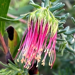 Leionema carruthersii by bmott