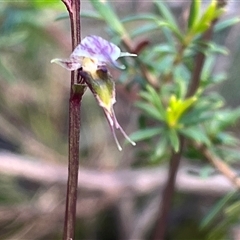 Acianthus fornicatus at Bawley Point, NSW - 24 Jun 2025 by bmott