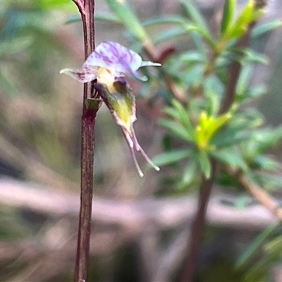 Acianthus fornicatus at Bawley Point, NSW - 24 Jun 2025 by bmott