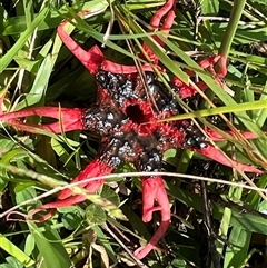 Aseroe rubra (Anemone Stinkhorn) at Tongarra, NSW - 1 May 2025 by bmott