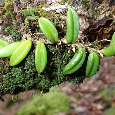 Bulbophyllum shepherdii (Wheat-leaved Orchid) at Budgong, NSW - 7 Jul 2025 by plants