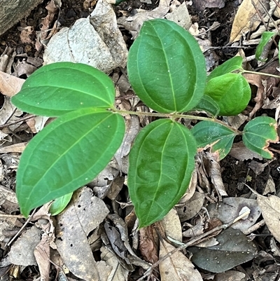 Rhodamnia rubescens (Scrub Turpentine, Brown Malletwood) at Cordeaux Heights, NSW - 2 Apr 2025 by bmott