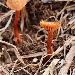 Unverified Cap on a stem; gills below cap [mushrooms or mushroom-like] at Latham, ACT - 3 Jul 2025 by Caric