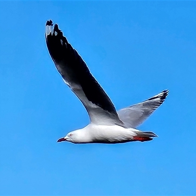 Chroicocephalus novaehollandiae at Ballina, NSW - Today by MatthewFrawley