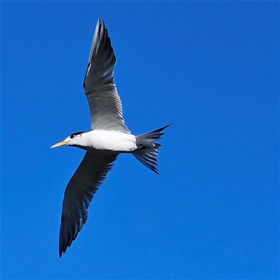 Thalasseus bergii at Ballina, NSW - Today by MatthewFrawley