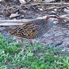 Gallirallus philippensis at East Ballina, NSW - Today by MatthewFrawley