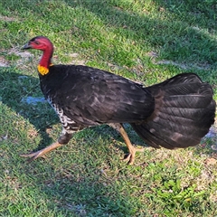 Corcorax melanorhamphos at East Ballina, NSW - Today by MatthewFrawley