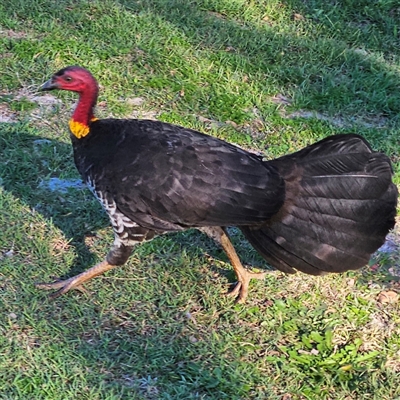 Corcorax melanorhamphos at East Ballina, NSW - Today by MatthewFrawley