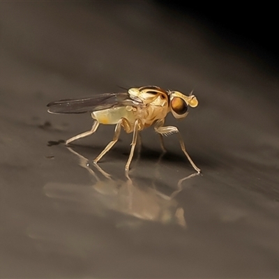 Chloromerus sp. (Chloropid fly) at Acton, ACT - Yesterday by Roger