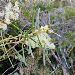 Unverified Wattle at Broadwater, NSW - Yesterday by MatthewFrawley
