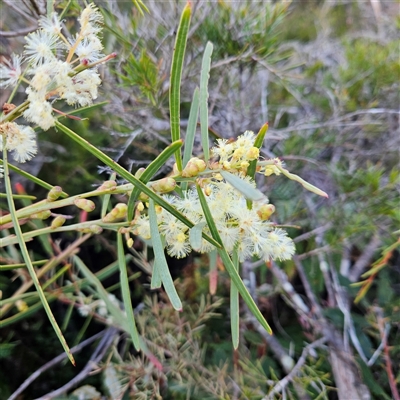 Unverified Wattle at Broadwater, NSW - Yesterday by MatthewFrawley