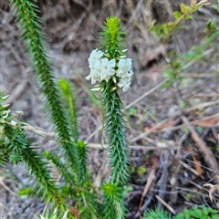Unverified Other Shrub at Broadwater, NSW - Yesterday by MatthewFrawley